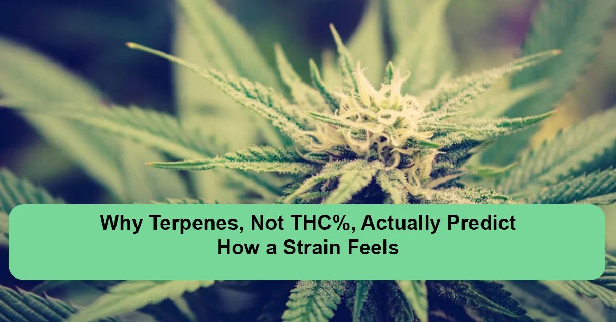 terpene-profiles-explained-choosing-by-effect.webp