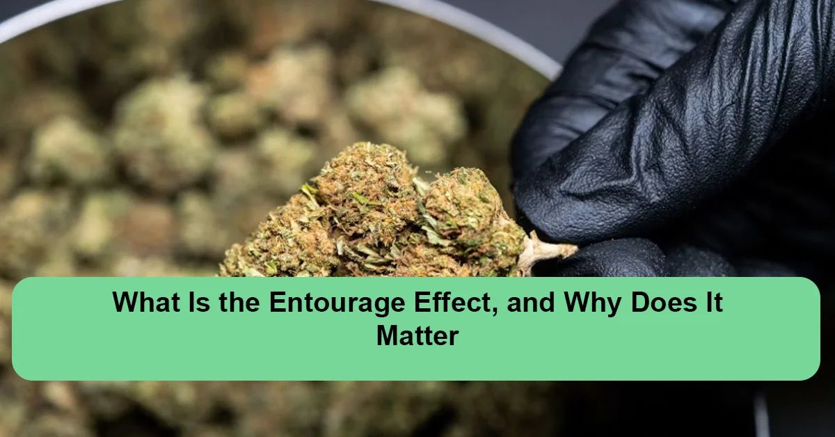 what-is-the-entourage-effect.webp