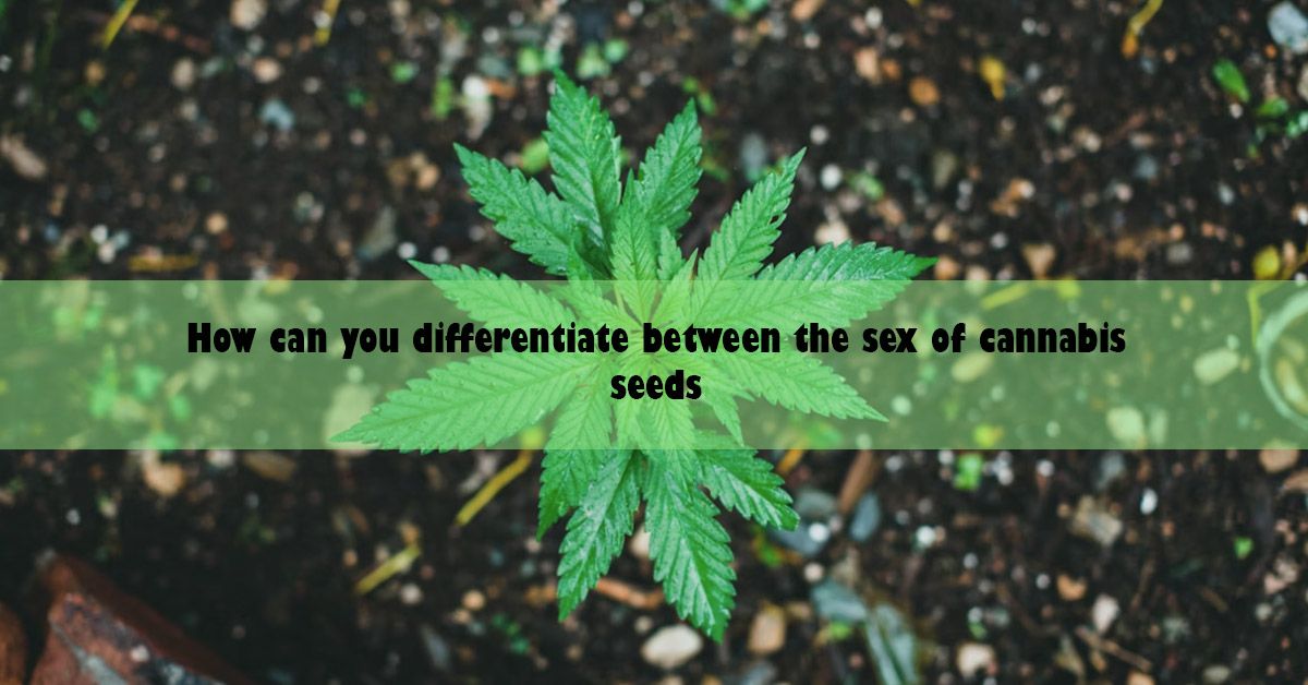 blog-wide-how-can-different-between-the-sex-of-cannabis-seeds.jpg