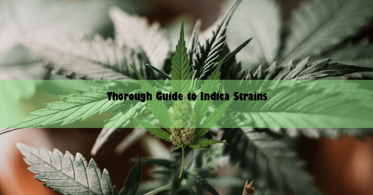 thorough-guide-to-indica-strains.jpg