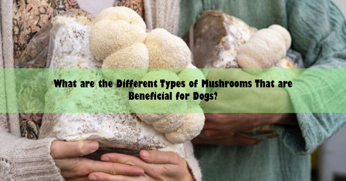 different-types-of-mushrooms.jpg